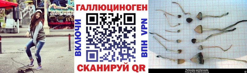 darknet состав  Пикалёво  Галлюциногенные грибы Psilocybe 